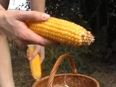 Bäuerin fickt sich gierig bis die Selbstbefriedigung Früchte trägt